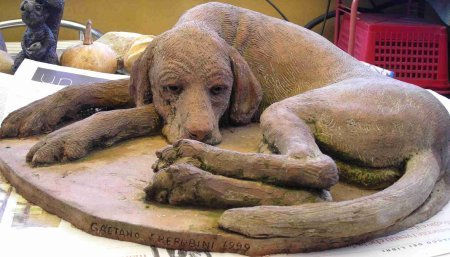 perro agazapado