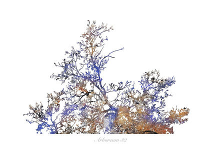 Arboreum 32