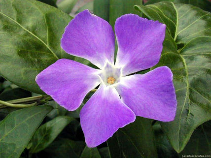 Flor