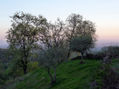 Árboles en ladera