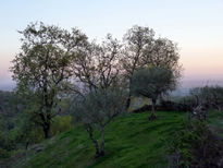 Árboles en ladera