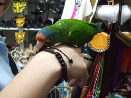Perico