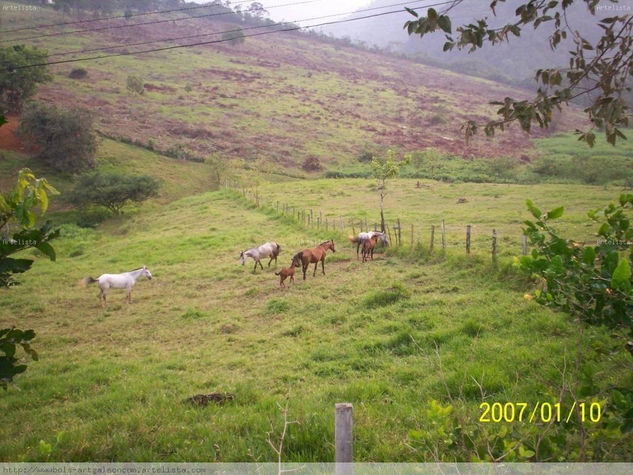 VERDE CAQUETA 