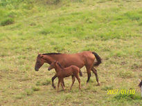 Verde caqueta2