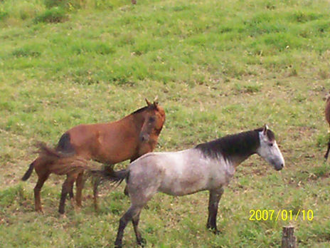 Caquetà equino