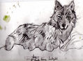 lobo negro