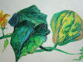 FLOR Y FRUTO