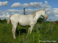 REDOMON BLANCO