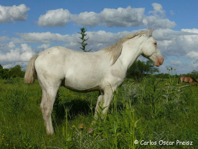 REDOMON BLANCO