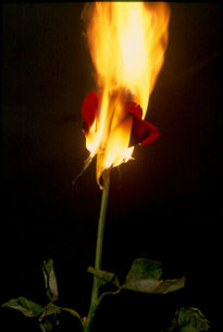 Amor a Fuego