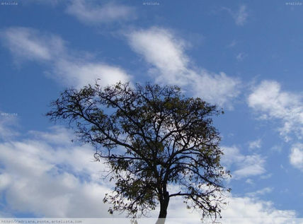 Árbol
