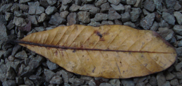 Naturaleza muerta 