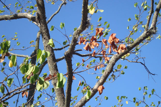 Hojas de colores