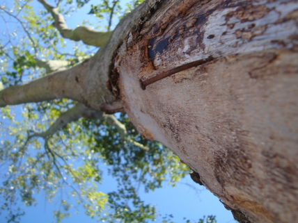 Un clavo en el árbol