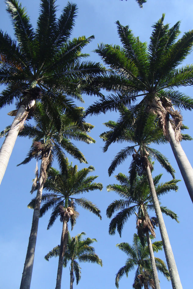 Chaguaramos