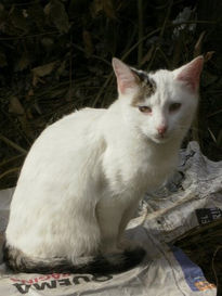 La gata NINA...