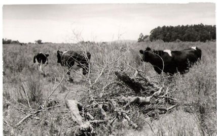 Vaquitas