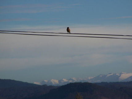 Pajarito