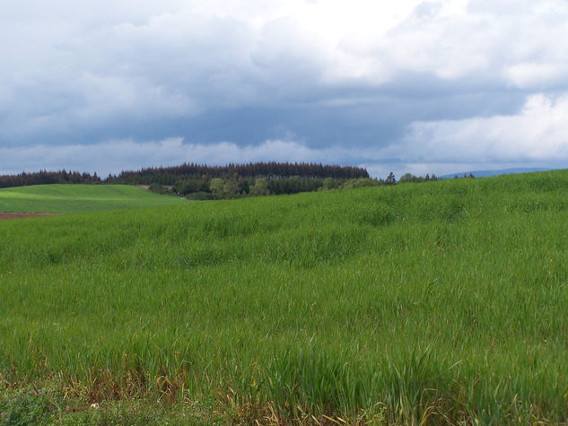 Campos de León 