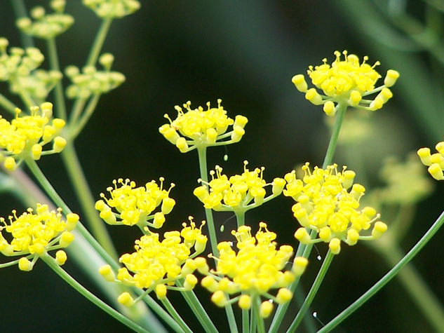 Florecillas 