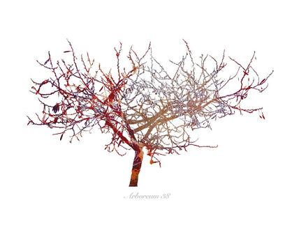 Arboreum 38