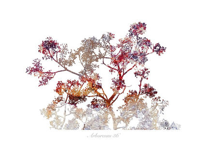 Arboreum 36