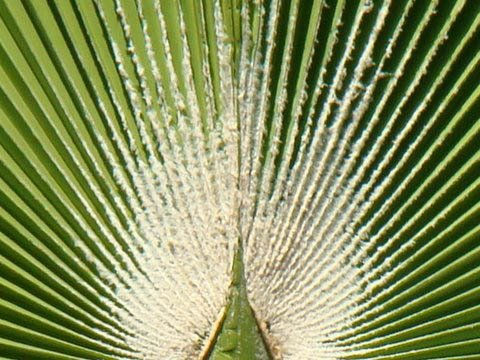 NATURAL 6