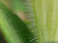 TRAMA 5