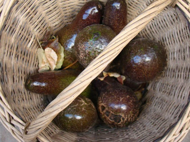 PALTAS