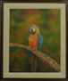 GUACAMAYO