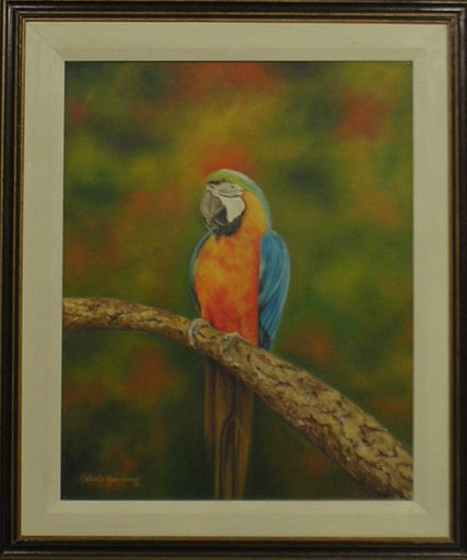 Guacamayo