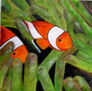 peces payaso