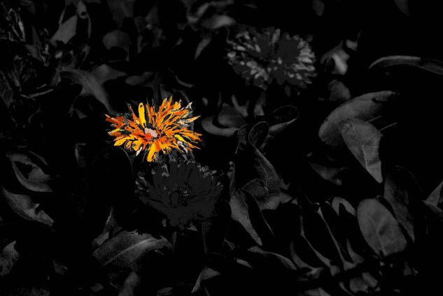 Flor Esperanza Nature Color (Digital)