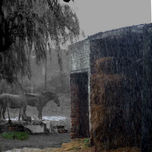 campo thumbnail 1