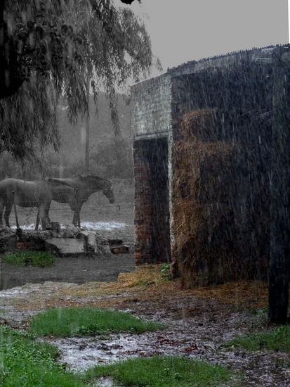 Espera bajo la lluvia Nature Color (Digital)