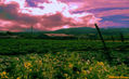RANCHO VIEJO