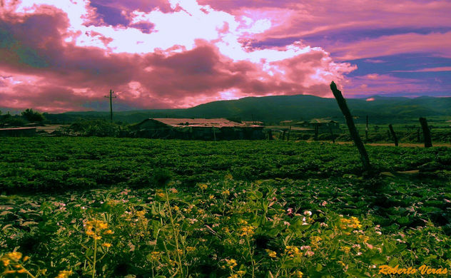 RANCHO VIEJO