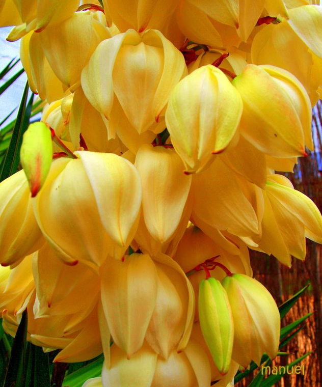 FLORES