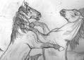 CABALLOS SALVAJES PELEANDO