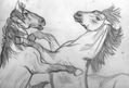 CABALLOS SALVAJES PELEANDO