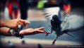 Vuelo