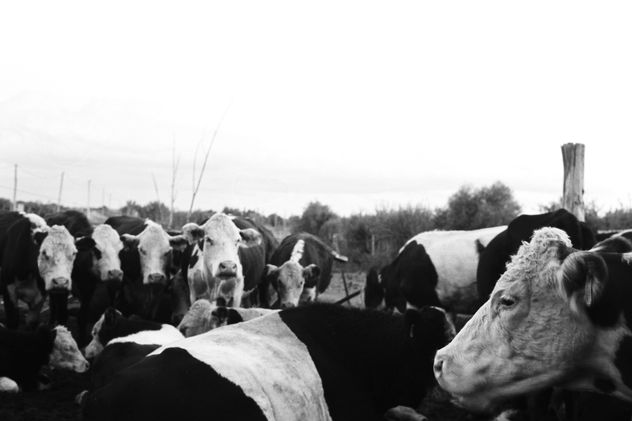 cabeza de vaca