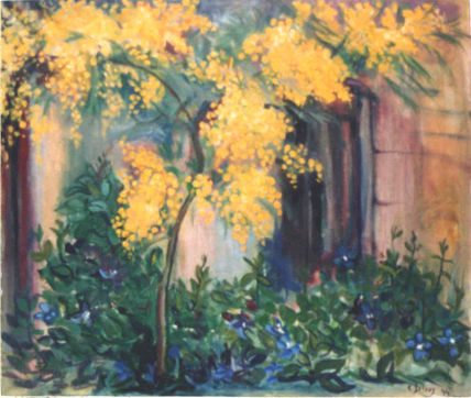 Mimosa