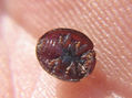 Exochomus Quadripustulatus III - INSECTOS DE ARGENTINA