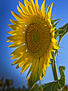 girasol