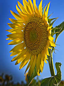 Girasol