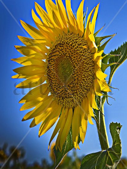 girasol Nature Color (Digital)