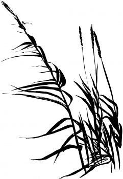 Juncos