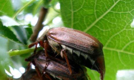 fotografía de naturaleza