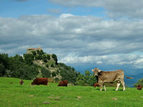 La vaca de Falgars